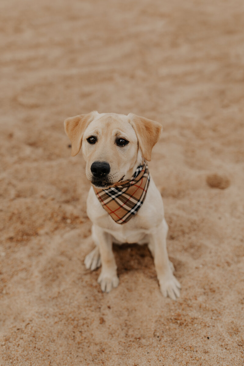 Millie, The Scout CPA mascot